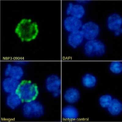 Immunocytochemistry/ Immunofluorescence: LAG-3 Antibody (C9B7W) - Chimeric - Azide and BSA Free [NBP3-09044]