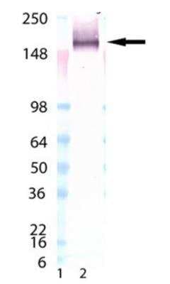 Western Blot: LAG-3 Antibody (L4-PL33)Azide Free [NBP3-05777]