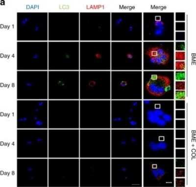 Immunocytochemistry/ Immunofluorescence: LAMP-1/CD107a Antibody (5H6) [NBP2-25154]
