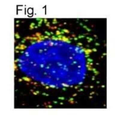 Immunocytochemistry/ Immunofluorescence: LAMP-1/CD107a Antibody [NB120-19294]
