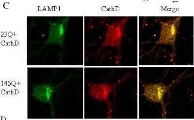 Immunocytochemistry/ Immunofluorescence: LAMP-1/CD107a Antibody [NB120-19294]