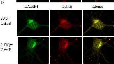Immunocytochemistry/ Immunofluorescence: LAMP-1/CD107a Antibody [NB120-19294]