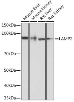 Western Blot: LAMP-2/CD107b Antibody (5N8J3) [NBP3-15282]