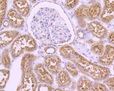 Immunohistochemistry-Paraffin: LAMP-2/CD107b Antibody (C9-9) [NBP2-66929]