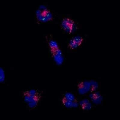 Immunocytochemistry/ Immunofluorescence: LAMP-2/CD107b Antibody (H4B4) - Azide and BSA Free [NBP2-80825]