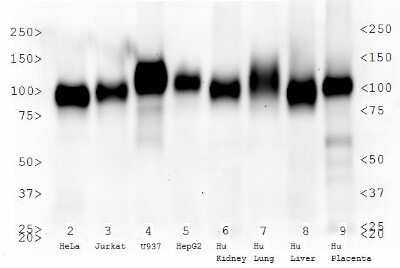 Western Blot: LAMP-2/CD107b Antibody (H4B4)Azide and BSA Free [NBP2-80825]