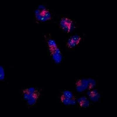 Immunocytochemistry/ Immunofluorescence: LAMP-2/CD107b Antibody (H4B4) - BSA Free [NBP2-22217]