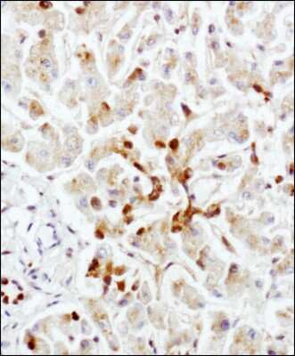 Immunohistochemistry-Paraffin: LAMP-2/CD107b Antibody (H4B4) - BSA Free [NBP2-22217]