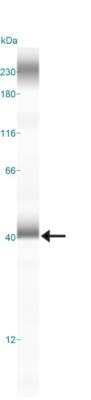 Simple Western: LAMP-2/CD107b Antibody (H4B4)BSA Free [NBP2-22217]