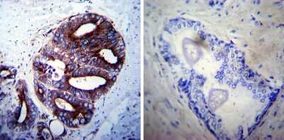 Immunohistochemistry-Paraffin: LAMP-2/CD107b Antibody [NB300-591]