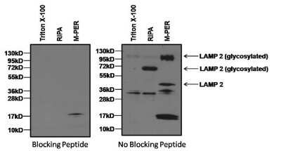 Western Blot: LAMP-2/CD107b Antibody [NB300-591]