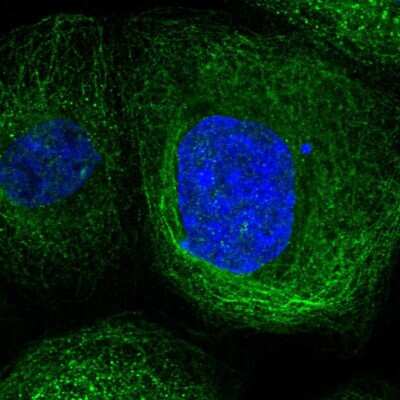 Immunocytochemistry/ Immunofluorescence: LANCL1 Antibody [NBP1-81796]