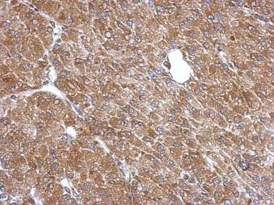 Immunohistochemistry-Paraffin: LANCL1 Antibody [NBP2-19330]