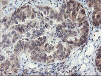 Immunohistochemistry-Paraffin: LANCL2 Antibody (OTI2A11) [NBP2-03893]