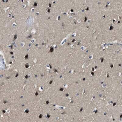 Immunohistochemistry-Paraffin: LANCL2 Antibody [NBP1-83339]