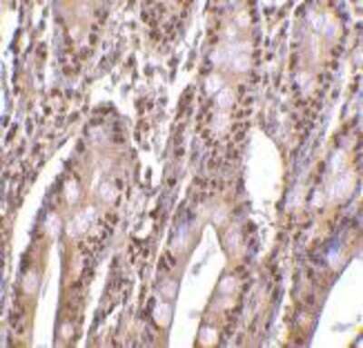 Immunohistochemistry-Paraffin: LANPL Antibody - BSA Free [NBP1-77227]