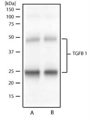 Western Blot: LAP (TGF-beta 1) Antibody (7F6)Azide and BSA Free [NBP2-80827]