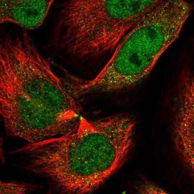 Immunocytochemistry/ Immunofluorescence: LAP3 Antibody [NBP1-82847]