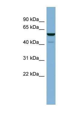 Western Blot: LAP3 Antibody [NBP1-53152]
