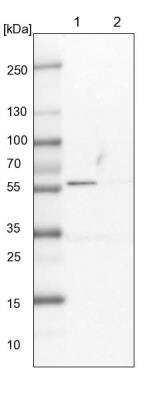Western Blot: LAP3 Antibody [NBP1-82848]