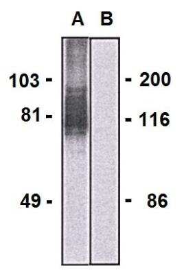 Western Blot: LARGE Antibody (LARGE-02) [NBP2-62211]