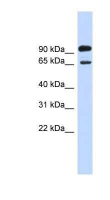Western Blot: LARGE Antibody [NBP1-59946]
