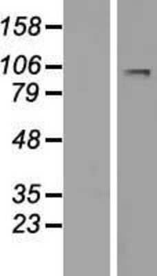 Western Blot: LARGE Overexpression Lysate [NBP2-05696]