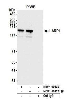 Immunoprecipitation: LARP1 Antibody [NBP1-19128]