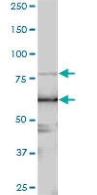 Western Blot: LARP4 Antibody [H00113251-B01P]