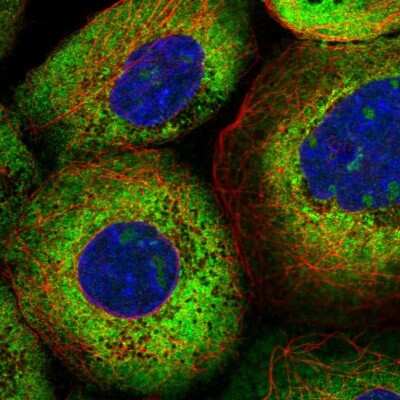Immunocytochemistry/ Immunofluorescence: LARP5 Antibody [NBP2-55184]