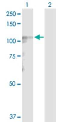 Western Blot: LARS2 Antibody [H00023395-D01P]