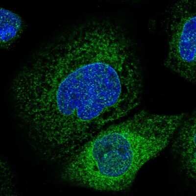 Immunocytochemistry/ Immunofluorescence: LASS2 Antibody [NBP1-84537]