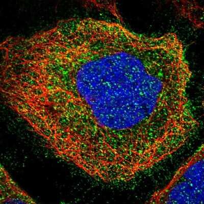 Immunocytochemistry/ Immunofluorescence: LAT3 Antibody [NBP1-87332]