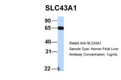 Western Blot: LAT3 Antibody [NBP1-59431]