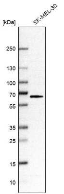Western Blot: LAT3 Antibody [NBP1-87331]