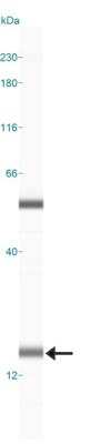 Simple Western: LC3A Antibody [NBP1-19167]