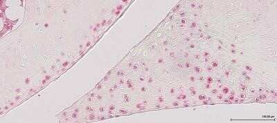 Immunohistochemistry: LC3A Antibody - BSA Free [NB100-2331]