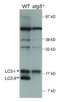 Western Blot: LC3A AntibodyBSA Free [NB100-2331]