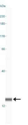 Simple Western Analysis of LC3B in Neuro2A Lysate