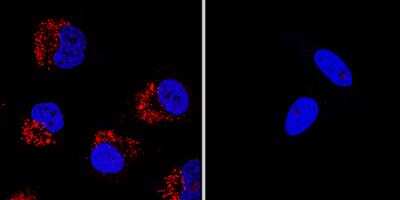 Knockout Validated: LC3B Antibody (1251A) - BSA Free [NBP2-46892]