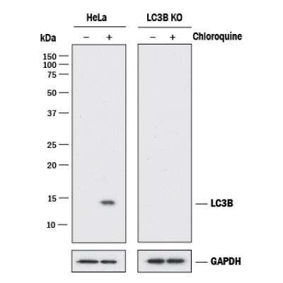 Knockout Validated: LC3B Antibody (1251B) - BSA Free [NBP2-60735]
