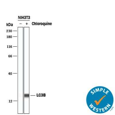 Simple Western: LC3B Antibody (1251B)BSA Free [NBP2-60735]