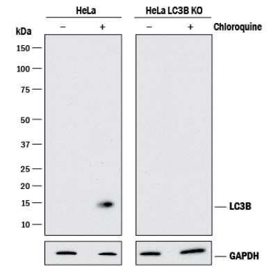 Knockout Validated: LC3B Antibody (1251D) - Azide and BSA Free [NBP2-80830]