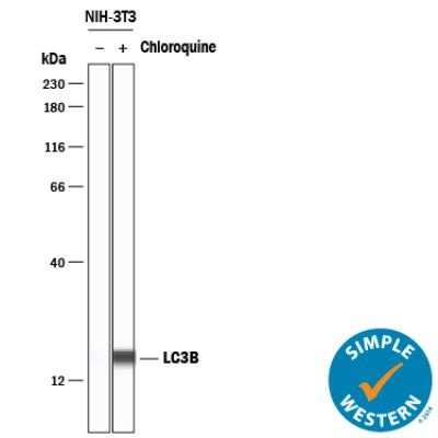 Simple Western: LC3B Antibody (1251D)Azide and BSA Free [NBP2-80830]