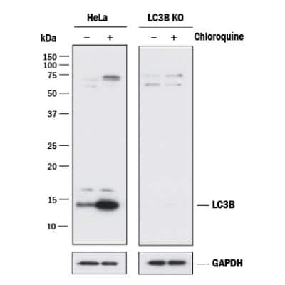 Knockout Validation of LC3B Antibody in HeLa and LC3B Knockout HeLa Cells in Western Blot