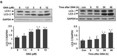 Western Blot Detection of LC3 in A549 Cells Treated with GNA