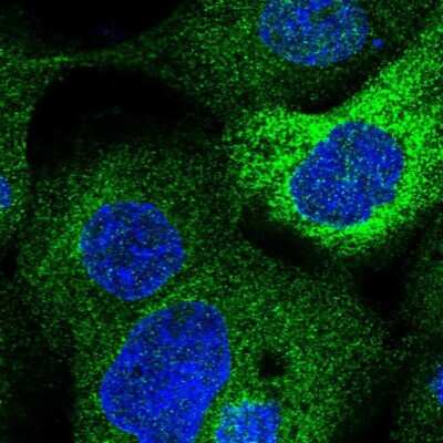 Immunocytochemistry/ Immunofluorescence: LCLAT1 Antibody [NBP1-89204]