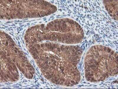 Immunohistochemistry-Paraffin: LCMT1 Antibody (OTI2C9) [NBP2-00923]