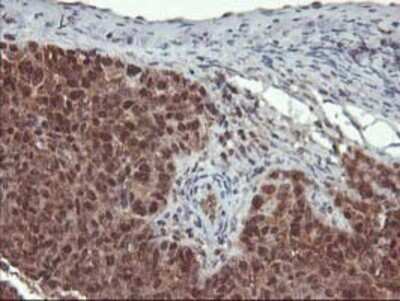 Immunohistochemistry: LCMT1 Antibody (OTI2C9) - Azide and BSA Free [NBP2-71927]