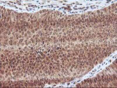 Immunohistochemistry: LCMT1 Antibody (OTI2C9) - Azide and BSA Free [NBP2-71927]